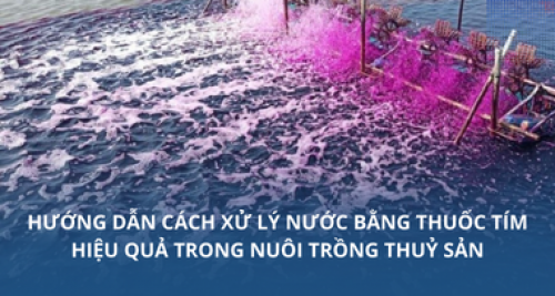 Hướng dẫn cách xử lý nước bằng thuốc tím hiệu quả trong nuôi trồng thuỷ sản